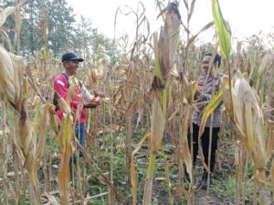 Bhabinkamtibmas Desa Sendangharjo Bantu Petani Panen Jagung, Dukung Ketahanan Pangan